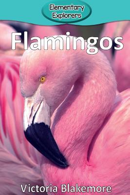 Flamingos