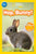 Hop, Bunny!: Explore the Forest