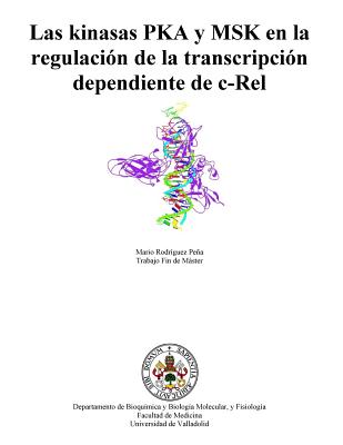 Las kinasas PKA y MSK en la regulación de la transcripción dependiente de c-Rel