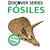 Fosiles: (Fossils)