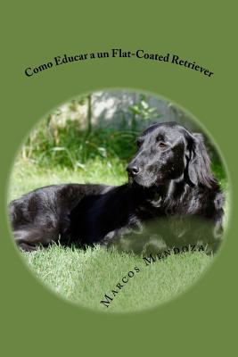 Como Educar a un Flat-Coated Retriever