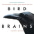 Bird Brains: The Intelligence of Crows, Ravens, Magpies, and Jays