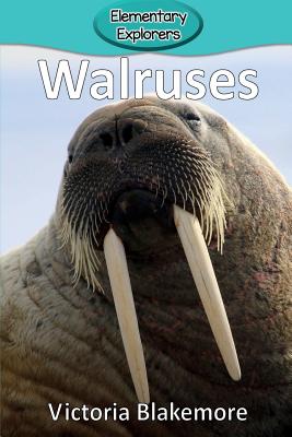 Walruses