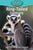 Ring-Tailed Lemurs