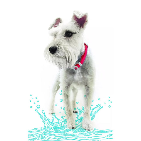 Aksi Petit Collar Resistente Agua para Perro Petit, Talla S