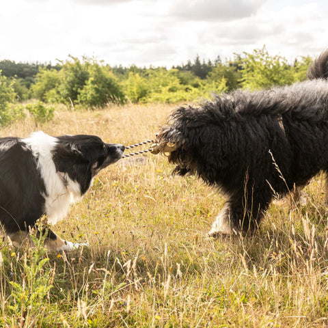 Max & Molly Juguete para Mascotas, Tuggles