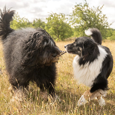 Max & Molly Juguete para Mascotas, Tuggles