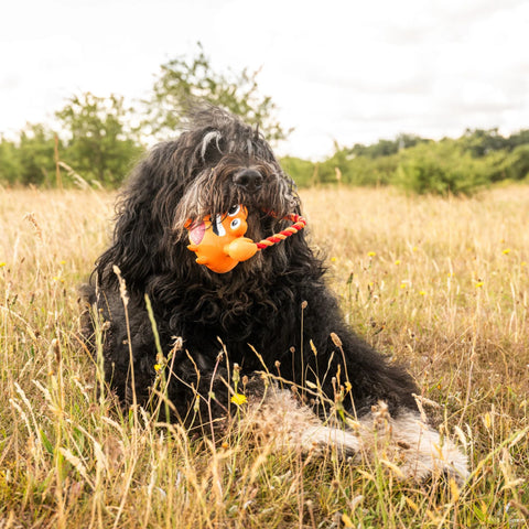 Max & Molly Juguete para Mascotas, Tuggles