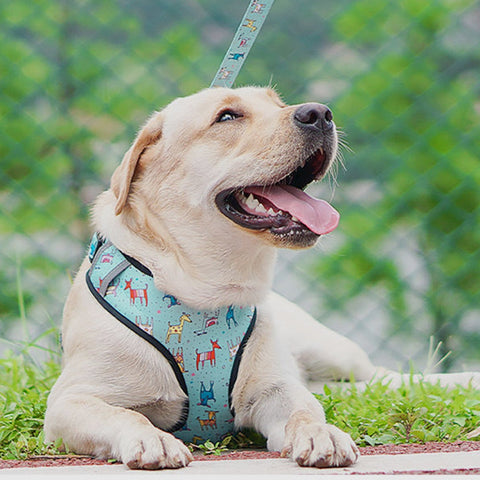 La Gotera Set Arnés para Mascotas Celeste, 6 Piezas