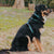 Max & Molly Arnés para Perro, Retro Blue